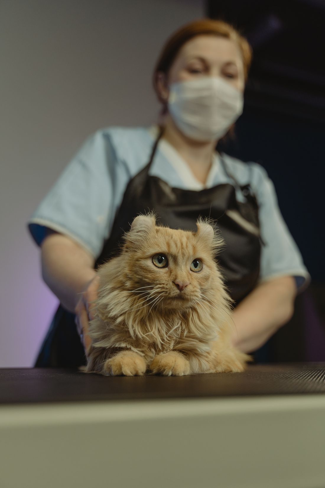 Bir kedi kontrol için kucakta